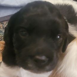 Boy 1 - Black and white male French Brittany puppy in New Florence, Pennsylvania from Laurel Furnace Bretons
