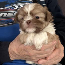 Perry - Red and white male Shih Tzu puppy in Buffalo, New York from Irish Eyes ShihTzu