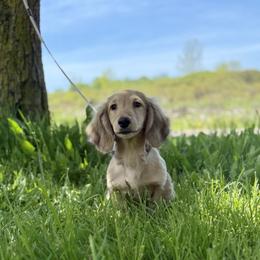 Tug 5000 dollars - Cream male Dachshund puppy in Crystal, Michigan from Mare-bella Dachshunds