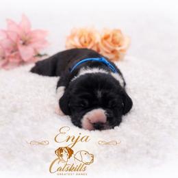 Enja - Mantle female Great Dane puppy in Liberty, New York from Catskills Greatest Danes