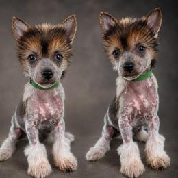 Chance - Blue male Chinese Crested puppy in New Haven, West Virginia from EverCrest