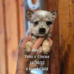 Boy 2 - Blue male Australian Cattle Dog puppy in Monroe, North Carolina from Creek View Cattle Dogs