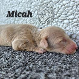 Micah - Cream male Goldendoodle puppy in Chattanooga, Tennessee from Hilltop Cuddle Pups