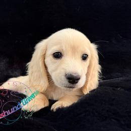 Saturn - Cream male Dachshund puppy in Peyton, Colorado from Dachshund Universe