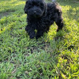 Aussiedoodle Puppies from Bay Area Aussiedoodles