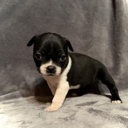 Boston Terrier Puppies from Kelly Homeyer