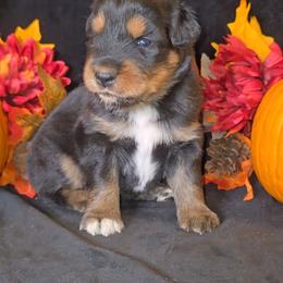 Black Tri Female 3 - Black tri-color female Australian Shepherd puppy in Crossville, Alabama from Bluff View Aussies