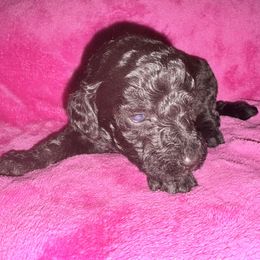 Aurora - Silver female Poodle puppy in Meadowbrook, California from Standard Poodle Pups