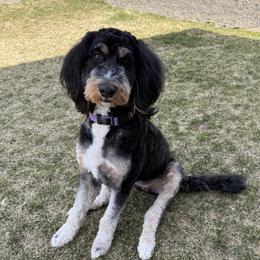 Hazel - Bernedoodle