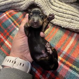 Lucky 7 - Black and tan male Dachshund puppy in Guthrie, Oklahoma from Kingdom Mini Dashchunds
