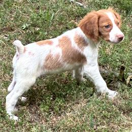 Zina boy 1 - Orange and white male Brittany puppy in Floyd Knobs, Indiana from Cross Creek Brittanys