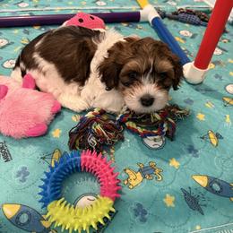 Boy 4 - Red sable male Havanese puppy in Deer Island, Oregon from Andorra