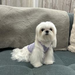 Maltese All Grown Up from A Maltese 4U