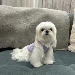 Maltese All Grown Up from A Maltese 4U