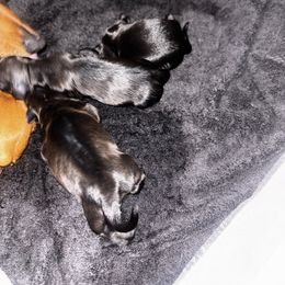 Dachshund Puppies from Wiener world