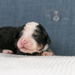 Archer Standard Bernedoodle - Tri-color male Bernedoodle puppy in Eureka, Illinois from Joley Aire Family Dogs