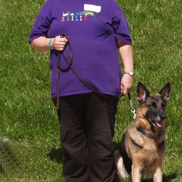 German Shepherds from Black Forest