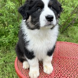 Australian Shepherd puppies from Prairie Paws Australian Shepherds