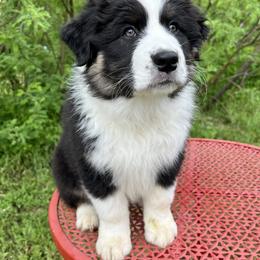Australian Shepherd puppies from Prairie Paws Australian Shepherds