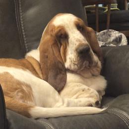 Basset Hounds from 14395 n. center rd