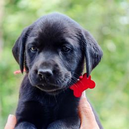 Red Girl - Black female Labrador Retriever puppy in Linville, Virginia from Virginia Labradors
