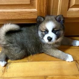 Pomsky Puppies from Finger Lakes Pomskies