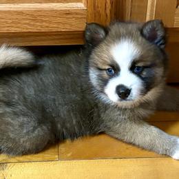 Pomsky Puppies from Finger Lakes Pomskies