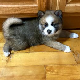 Pomsky Puppies from Finger Lakes Pomskies