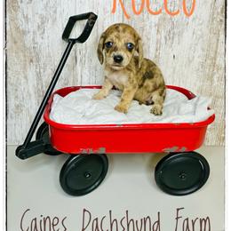 Rocco - Dapple male Dachshund puppy in Cincinnati, Ohio from Caines Dachshund Farm