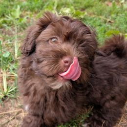 Muenster - Chocolate male Havanese puppy in Marysville, Ohio from Sweet Confections Havanese