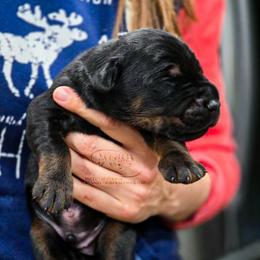 Male 2 - Black and rust male Doberman Pinscher puppy in China Township, Michigan from Snell's Superior Kennel Dobermann & GSP