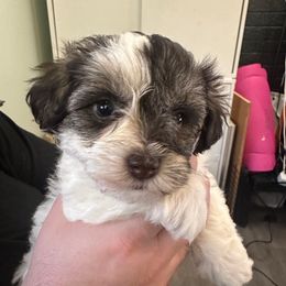 Sky - Parti female Miniature Schnauzer puppy in Tacoma, Washington from AKC Nordwest Schnauzers