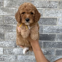 Abuela - Apricot female Goldendoodle puppy in Katy, Texas from Sweet T Doodles