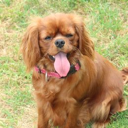Piper - Cavalier King Charles Spaniel