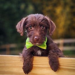 Enzo - Chocolate Yorkipoo puppy in Cleveland, Tennessee from Edgewater Doodles & Designer Pups
