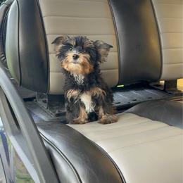 Charlie - Black and tan male Yorkshire Terrier puppy in Bonita Springs, Florida from 🤎 Dreaming Puppies 🐶
