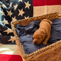 Liberty (Cyan) - Dark golden female Golden Retriever puppy in Sandy, Oregon from Treasured K-9s