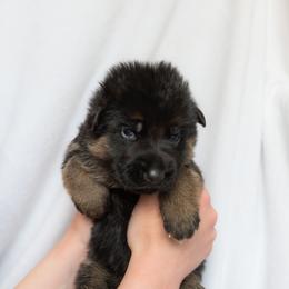German Shepherd Puppies from Uinta Mountain Shepherds