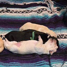 Labrador Retriever Puppies from Windfall Labs