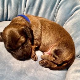 Blue collar male - Cream male Dachshund puppy in Madison, Indiana from Jensen Dobermans and Dachshunds