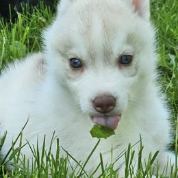 Ash - Red and white female Siberian Husky puppy in Wisconsin from Liberty Siberians