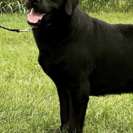 Labrador Retrievers from Turn Key Ridge