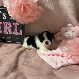 Blitz - Black Pekingese puppy in Cumming, Georgia from Imperial Pekingese
