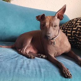 Lilah - Xoloitzcuintli