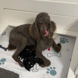 White - Black female Poodle puppy in Hamilton Square, New Jersey from Sweet Standards