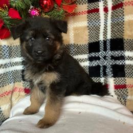 Snowflake - Black and tan female German Shepherd puppy in Walla Walla, Washington from Silver Knight Shepherds
