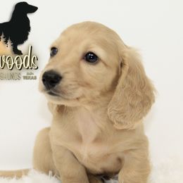 Dachshund Puppies from Piney Woods Miniature Dachshunds