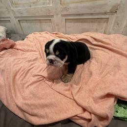 Bulldog Puppies from Bulldog's 4 Brothers