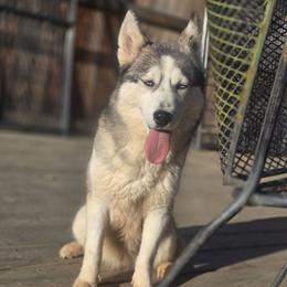 Ashrah - Siberian Husky
