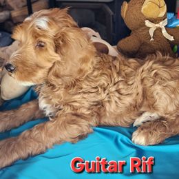 Guitar Riff - Red male Labradoodle puppy in Phelan, California from Family Doodles